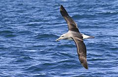 Salvin's Albatross